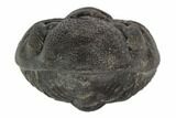Wide, Enrolled Pedinopariops Trilobite - Mrakib, Morocco #125104-1